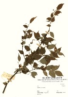 苦梅根木藏品圖，第2張